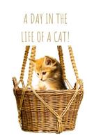 A Day in the Life of a Cat