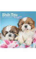 Shih Tzu Puppies 2021 Mini 7x7