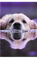 Water Dog Notebook: 150 Lined Pages, Softcover, 6 X 9