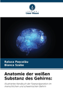 Anatomie der weißen Substanz des Gehirns