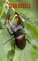 Stag Beetle
