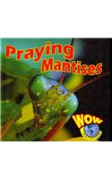 Praying Mantises