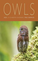 Owls 2023