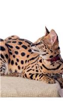 Serval Winter Notebook & Journal. Productivity Work Planner & Idea Notepad: Brainstorm Thoughts, Self Discovery, To Do List