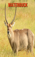 Waterbuck