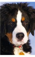 Bernese