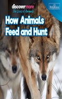 How Animals Feed and Hunt