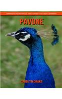 Pavone