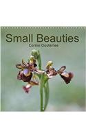 Small Beauties 2018