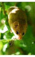 Dormouse Journal