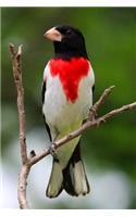 A Gorgeous Rose-Breasted Grosbeak Bird Journal