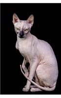 The Sphynx Cat Journal