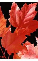 2019 Weekly Planner Red Maple Leaves Autumn Season 134 Pages: (Notebook, Diary, Blank Book)(2019 Planners Calendars Organizers Datebooks Appointment Books Agendas)