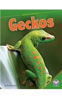 Geckos