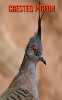 Crested Pigeon