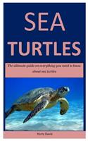 Sea Turtles: The ultimate guide on everything you need to know about sea turtles