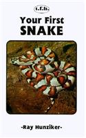 Your First Snake