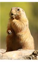 Curious Standing Prairie Dog Journal