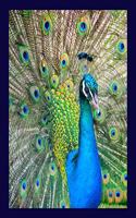 Peacock Notebook