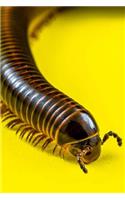 The Millipede Journal - Gotta Love the Creepy Crawlies