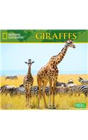 National Geographic Giraffes 2019 Calendar