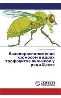 Vzaimoraspolozhenie Khromosom V Yadrakh Trofotsitov Yaichnikov U Ryada Diptera