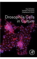 Drosophila Cells in Culture