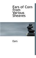 Ears of Corn from Various Sheaves