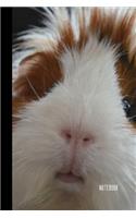 Guinea Pig Notebook