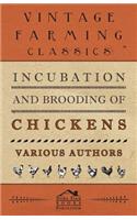 Incubation and Brooding of Chickens