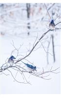 2020 Weekly Planner Three Blue Jays Snowy Winter Branch 134 Pages: 2020 Planners Calendars Organizers Datebooks Appointment Books Agendas