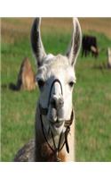 Llama Notebook