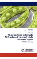 Rhizobacteria extenuate ACC-induced classical triple response in pea