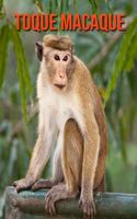 Toque Macaque