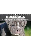 Bulldogs - Old English Bulldog Puppies 2018