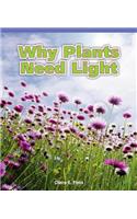 Why Plants Need Light