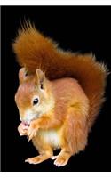 Squirrel Notebook