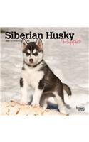 Siberian Husky Puppies 2021 Mini 7x7