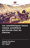 Les anesthésiques locaux comme anesthésie péridurale chez les chèvres