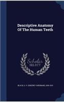 Descriptive Anatomy Of The Human Teeth