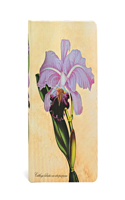 Brazilian Orchid