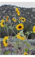 Yellow Sunflowers Growing Wild in the High Desert of New Mexico USA Journal