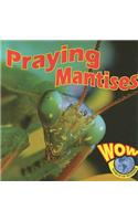Praying Mantises