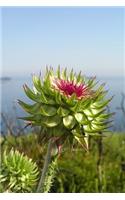 Thistle Notebook