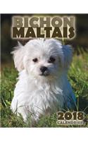 Bichon Maltais 2018 Calendrier (Edition France)