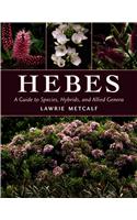 Hebes