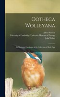 Ootheca Wolleyana