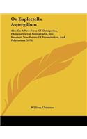 On Euplectella Aspergillum
