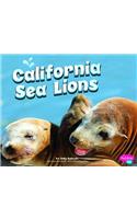 California Sea Lions