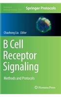 B Cell Receptor Signaling